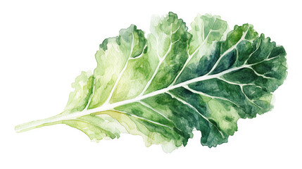 watercolor illustration of one single green kale leaf isolated on white background