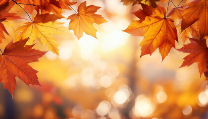 autumn fall leaves of maple trees bokeh autumn fall leaves in sunlight natural autumn background autumnal background foliage falling leaves background autumn leaf autumnal mood