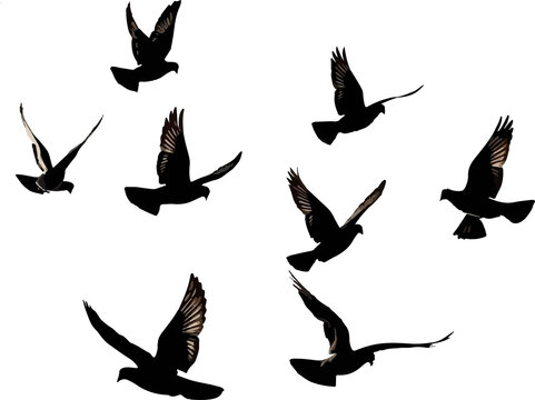 silhouettes of birds, set of silhouettes of birds, set of birds, silhouette of a bird, silhouette of a dove, illustration of a flying bird, dove of peace, dove in flight - Powered by Adobe