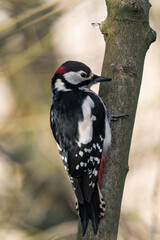 Male great spotted woodpecker (Dendrocopos major)