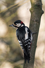Male great spotted woodpecker (Dendrocopos major)
