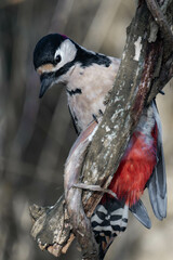 Fototapeta premium Male great spotted woodpecker (Dendrocopos major)