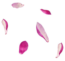Beautiful pink Magnolia flower falling in the air isolated on white background. Zero gravity conception