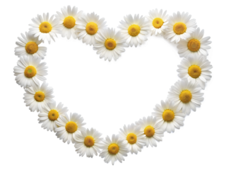 heart made of daisies