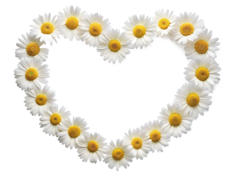 heart made of daisies