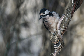 Fototapeta premium Male great spotted woodpecker (Dendrocopos major)