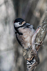 Male great spotted woodpecker (Dendrocopos major)
