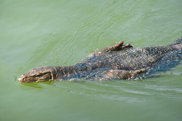 Monitor lizard swims in Melaka River in Malacca, Malaysia. Lizard's dark, speckled body and long tail are visible as it moves through water, creating ripples. Wildlife watching in dirty water