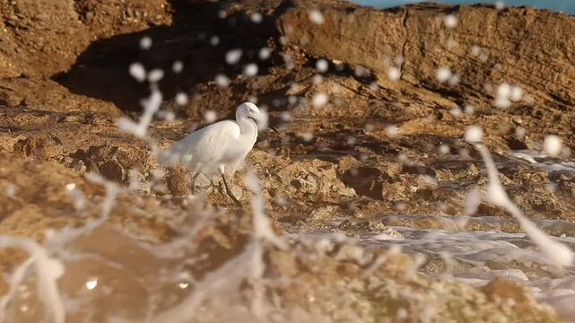 Garceta com&uacute;n Egretta garzetta observa el agua buscando alimento en la playa de Agua Amarga, Alicante, Espa&ntilde;a