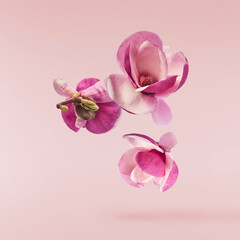 Beautiful pink Magnolia flower falling in the air isolated on pink background. Zero gravity conception