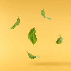 Beautiful pink Magnolia leaves falling in the air isolated on yellow background. Zero gravity conception