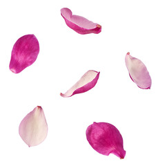 Beautiful pink Magnolia flower falling in the air isolated on white background. Zero gravity conception