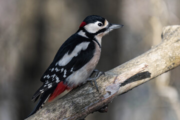 Male great spotted woodpecker (Dendrocopos major)