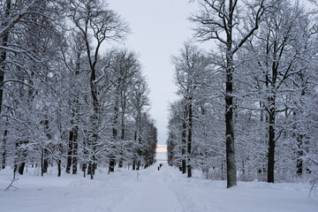 Obraz premium snow covered trees in the winter park 