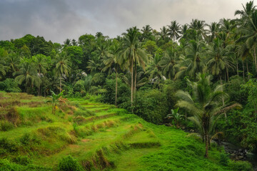 Fototapeta premium A breathtaking and scenic view showcases a vibrant green tropical landscape filled with lush rice paddies and dense palm trees under a beautiful cloudy sky, East Java, Indonesia