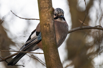 Eurasian jay (Garrulus glandarius) sitting on a tree branch