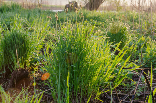 grass in the grass