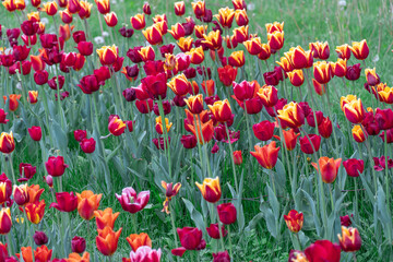Fototapeta premium Mix yellow and red flowers tulips blossom in river embankment. Bulbous ornamental tulipa plants of liliaceae family grow on flowerbed. Floral petals bloom. Flower carpet from buds. Landscaping parks.