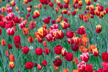 Mix yellow and red flowers tulips blossom in river embankment. Bulbous ornamental tulipa plants of liliaceae family grow on flowerbed. Floral petals bloom. Flower carpet from buds. Landscaping parks.