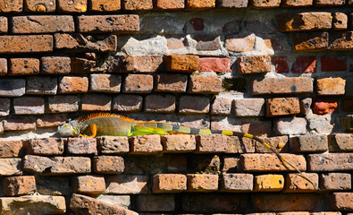Lizard on brick wall