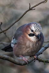 Eurasian jay (Garrulus glandarius) sitting on a tree branch