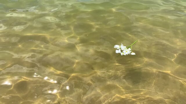 flowers in the sea for Yemanj&aacute; queen of the sea. Religious ritual