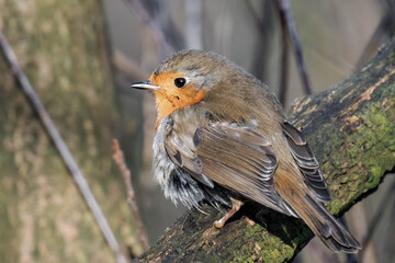 European robin (Erithacus rubecula) on a tree branch