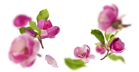 Beautiful pink Magnolia flower falling in the air isolated on white background. Zero gravity conception