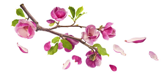 A branch full of magnolia blooming. Beautiful pink Magnolia flower falling in the air isolated on white background. Zero gravity conception © Agave Studio