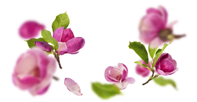 Beautiful pink Magnolia flower falling in the air isolated on white background. Zero gravity conception