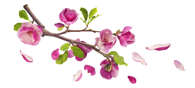 A branch full of magnolia blooming. Beautiful pink Magnolia flower falling in the air isolated on white background. Zero gravity conception