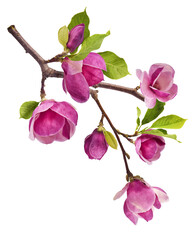 A branch full of magnolia blooming. Beautiful pink Magnolia flower falling in the air isolated on white background. Zero gravity conception © Agave Studio