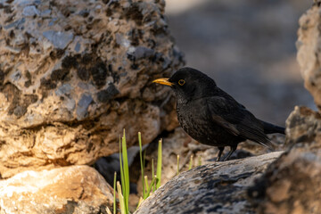 Male Blackbird (Turdus merula) Among Rocks in Natural Habitat