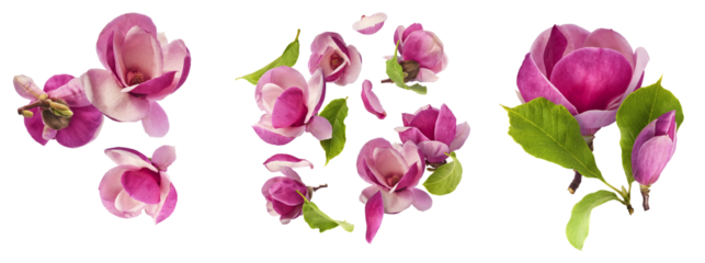 A creative set with Beautiful pink Magnolia flower falling in the air isolated on white background. Zero gravity conception