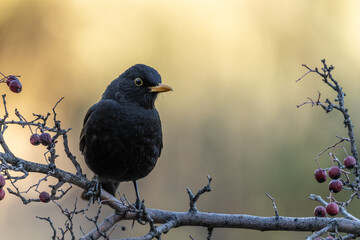 Blackbird Perched on a Branch with Red Berries in Natural Light