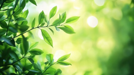 Obraz premium Vibrant green leaves bathed in sunlight