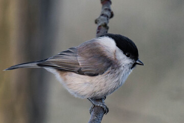 Marsh tit (Poecile palustris) sitting on a tree branch