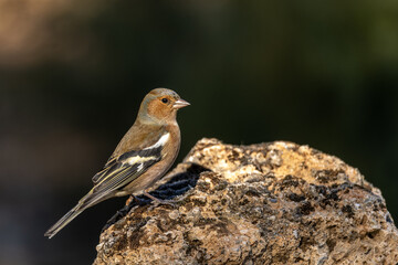 Common Chaffinch - Fringilla coelebs - Perched on a Mossy Rock