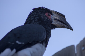 	
Bycanistes bucinator