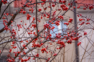 rowan, red fruits on a tree in the city against the background of architecture