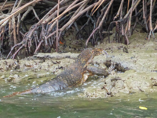 Large Asian water monitor lizard partially submerged in muddy water near mangrove roots. Dark speckled skin and tongue flicks out. Scene in natural habitat in Kilim Geoforest Park, Langkawi, Malaysia