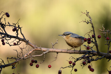 Eurasian Nuthatch -Sitta europaea-, perched on a branch with red berries