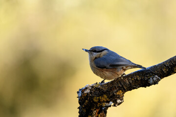Eurasian Nuthatch -Sitta europaea- Holding a Seed on a Lichen-Covered Branch