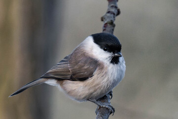 Marsh tit (Poecile palustris) sitting on a tree branch