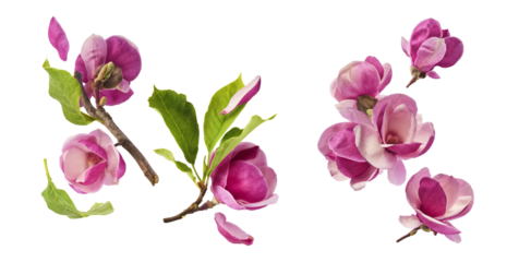 A creative set with Beautiful pink Magnolia flower falling in the air isolated on white background. Zero gravity conception