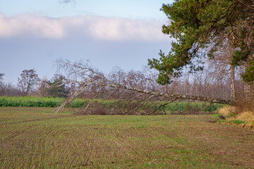 fallen birch tree on a farmland in autumn against a blue sky