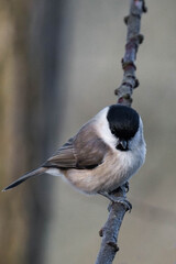 Marsh tit (Poecile palustris) sitting on a tree branch