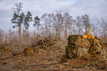 cutting wood in the forest. tree, tree logs stacked in a pile. cutting down trees in the forest. forest management against the background of the autumn forest and blue sky. forest work.
