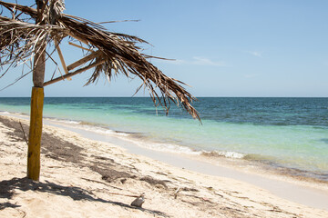 Dried palm leaves from a thatched roof  by the beach