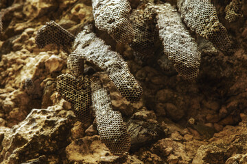 Wild honeycombs built on a rugged cliff